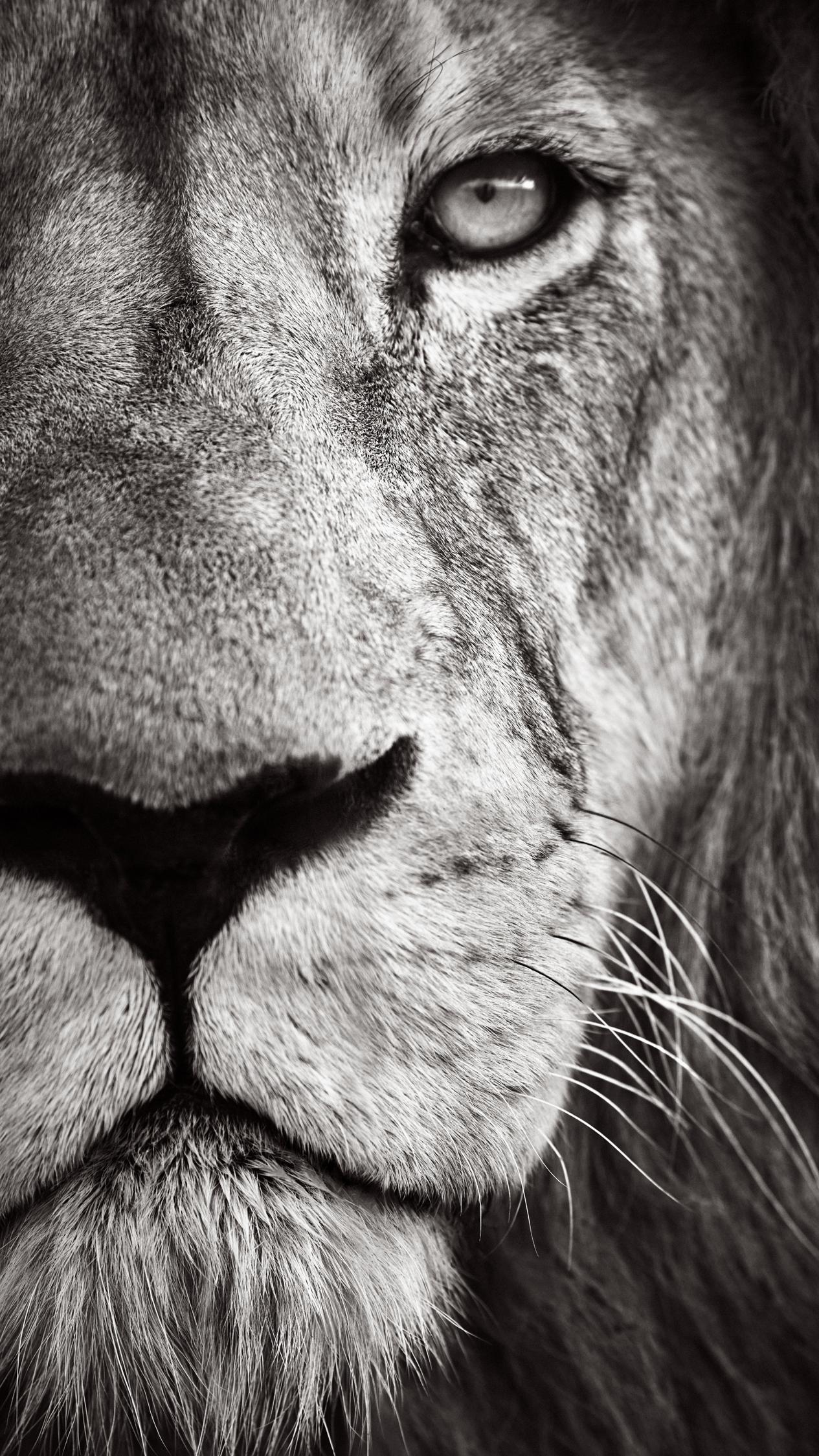 Elegant cropped portrait of a male lion with a large mane in black and white