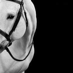 Elegant, fashion-inspired portrait of a white horse in a bridle