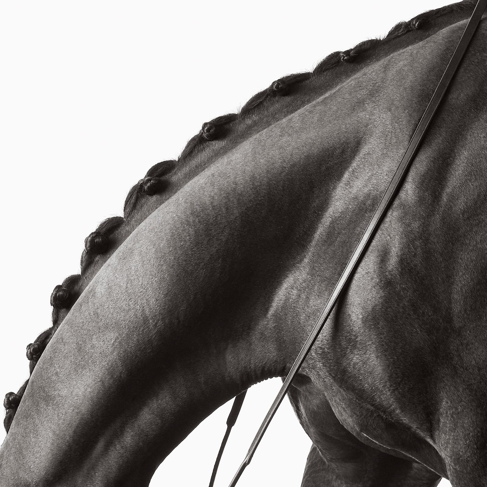 Drew Doggett Black and White Photograph – Elegante, anmutige Linien bilden die sanfte Kurve des Halses dieses Pferdes