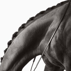 Elegant, graceful lines make up the gentle curve of this horse's neck
