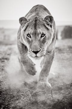 Elegant monochrome portrait of a lioness walking toward the camera