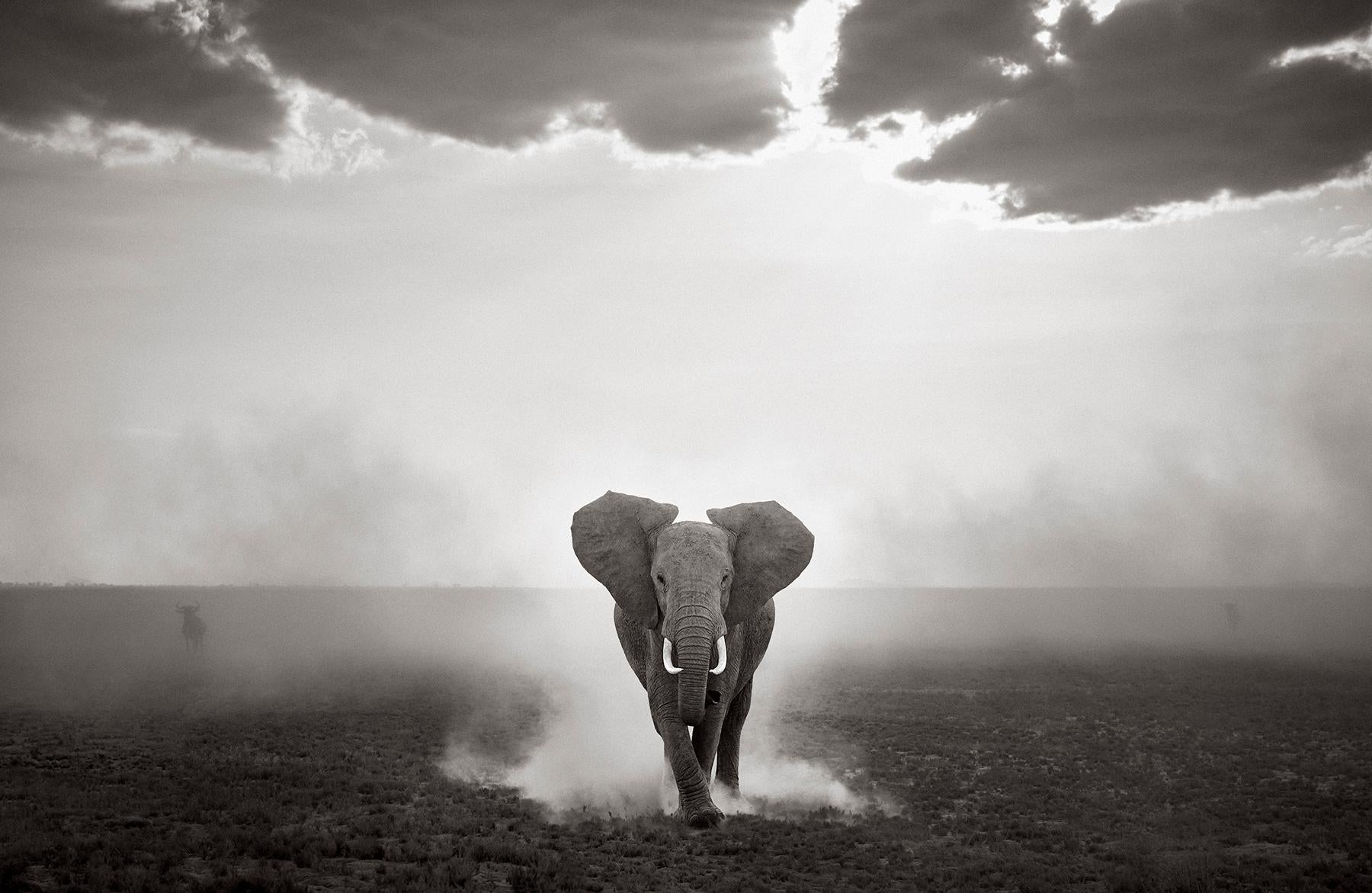 Elefant, der über eine ikonische Weite Kenias reist, mit einem Weg aus Staub hinter dem Haus – Photograph von Drew Doggett