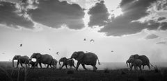 Elefantes cruzando llanuras con nubes sobre ellos en el Parque Nacional de Amboseli