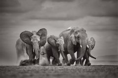 Elephants walk together across dusty earth beneath drifting clouds