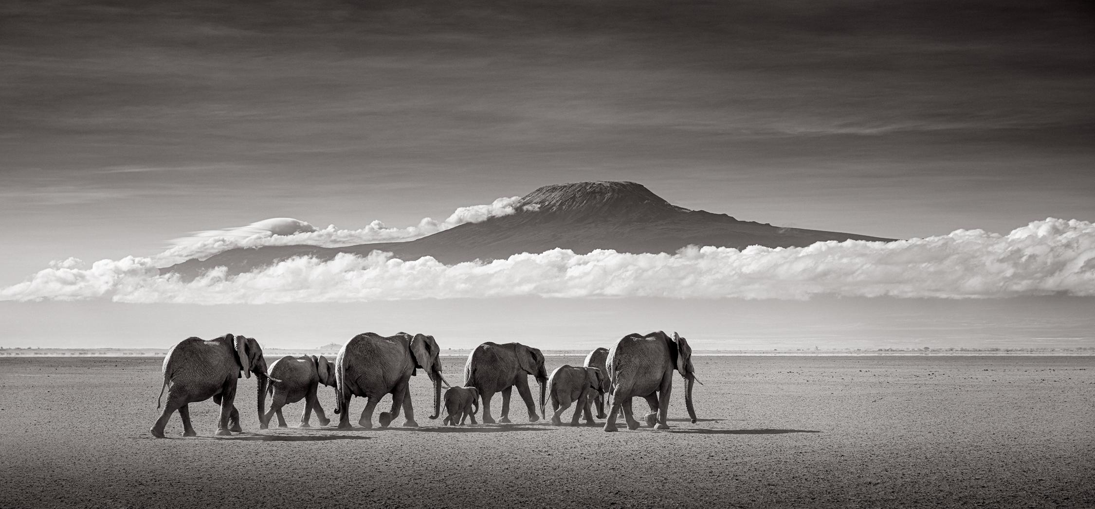 Drew Doggett Black and White Photograph – Elefanten beim Wandern durchs trockenes Seebett mit Mount Kilimanjaro als Hintergrund