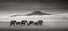 Elefanten beim Wandern durchs trockenes Seebett mit Mount Kilimanjaro als Hintergrund