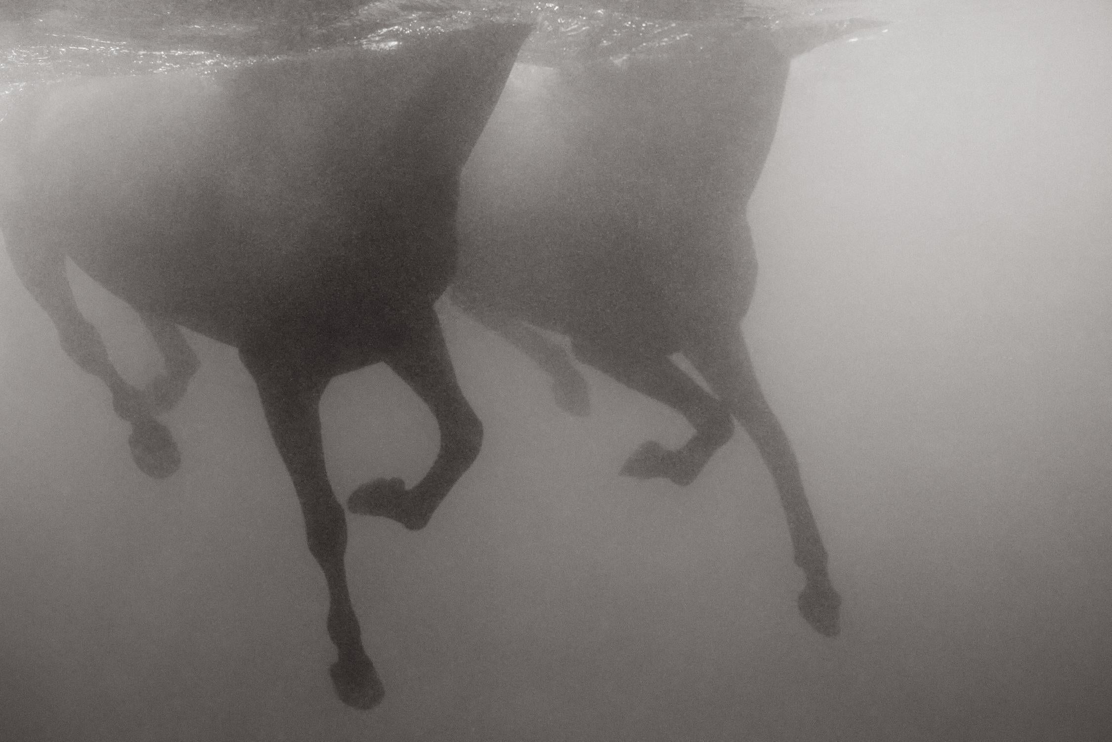 Ensemble - Photograph by Drew Doggett