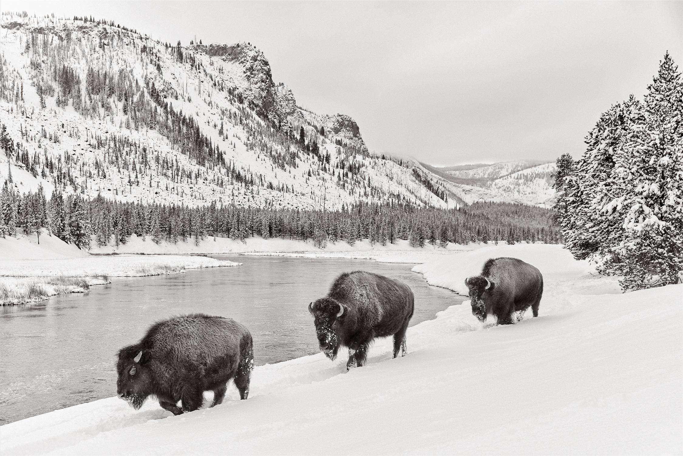 Drew Doggett Black and White Photograph - Epic capture of bison walking along a river in winter with grace & strength