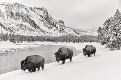 Epische Aufnahme eines Bisons, das im Winter mit Anmut und Kraft einen Fluss entlangläuft