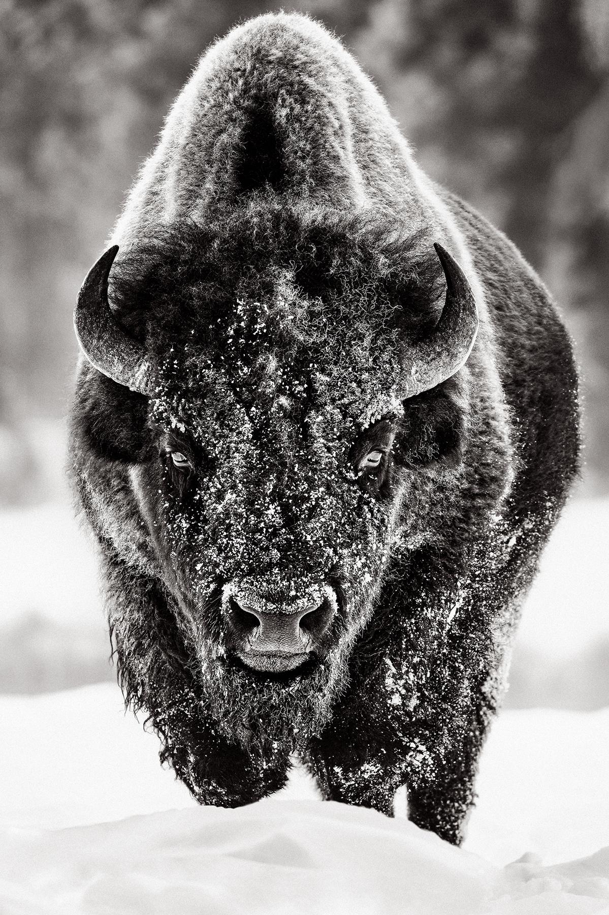 Drew Doggett Black and White Photograph - Epic, close up portrait of a single American bison in Yellowstone National Park