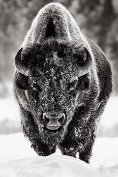 Epic, close up portrait of a single American bison in Yellowstone National Park