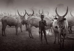 Epic image of a young boy in the dusty Mundari cattle camp before nightfall