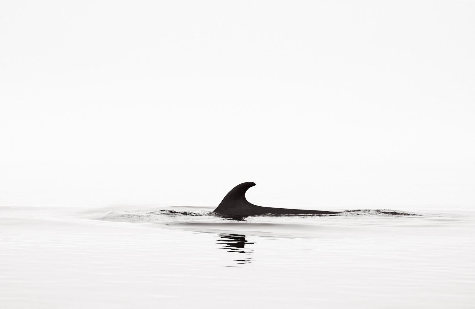 Capture épique et minimale de l'aileron d'une baleine s'élevant au-dessus de l'eau calme. - Photograph de Drew Doggett