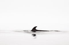 Captura épica y mínima de la aleta de una ballena elevándose sobre el agua quieta