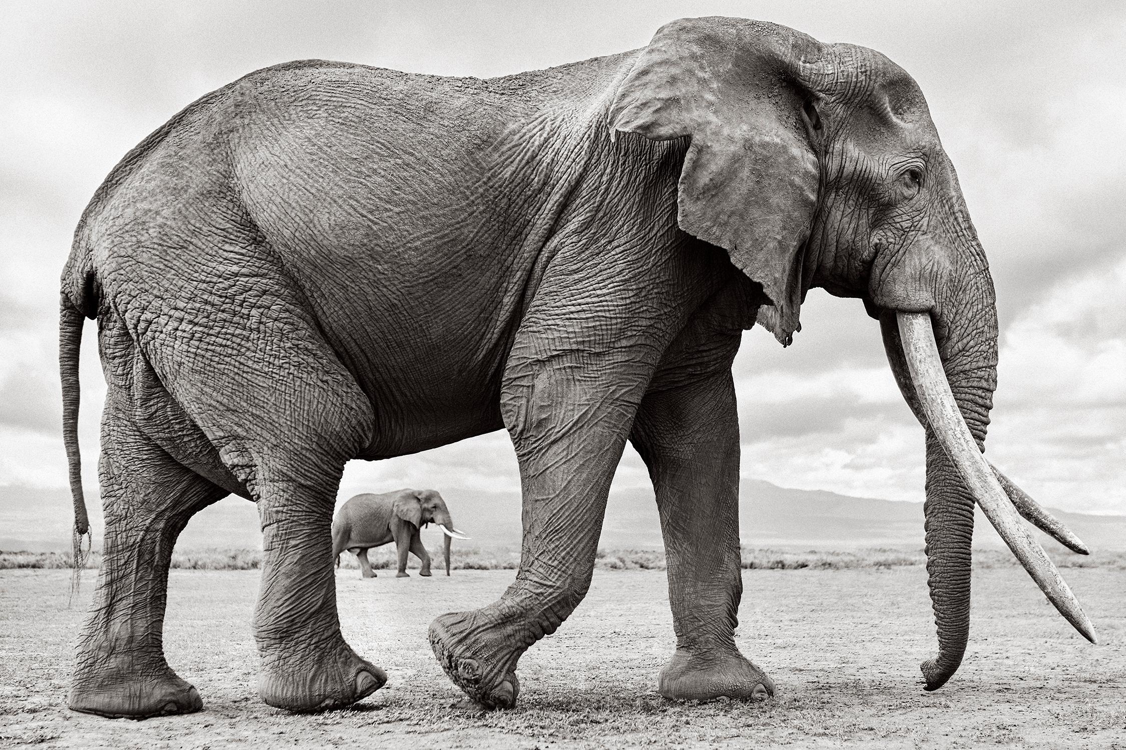 Epic photo of an elephant walking while another elephant is in the background - Photograph by Drew Doggett