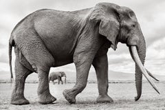 Epic photo of an elephant walking while another elephant is in the background