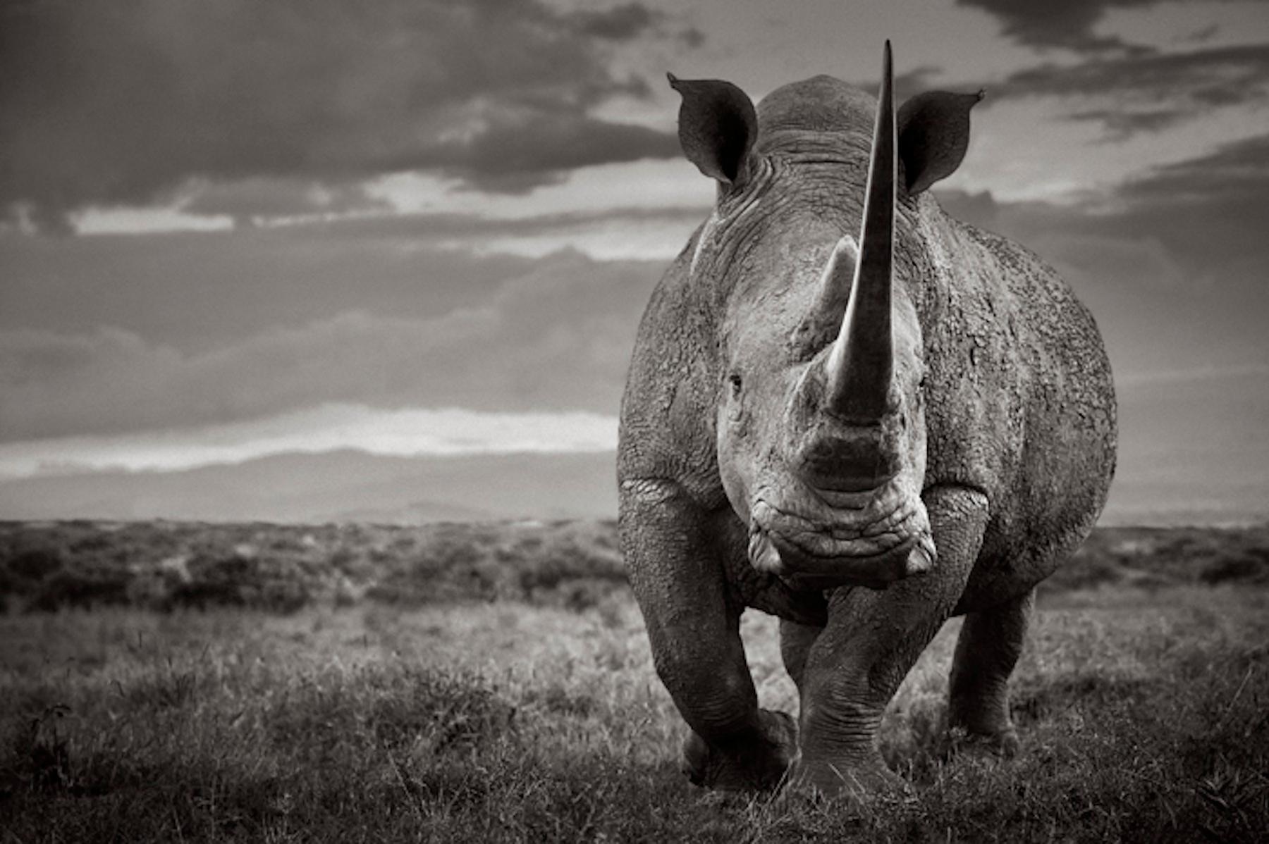 Epic portrait in black and white of a magnificent rhino with a large tusk