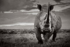 Epic portrait in black and white of a magnificent rhino with a large tusk