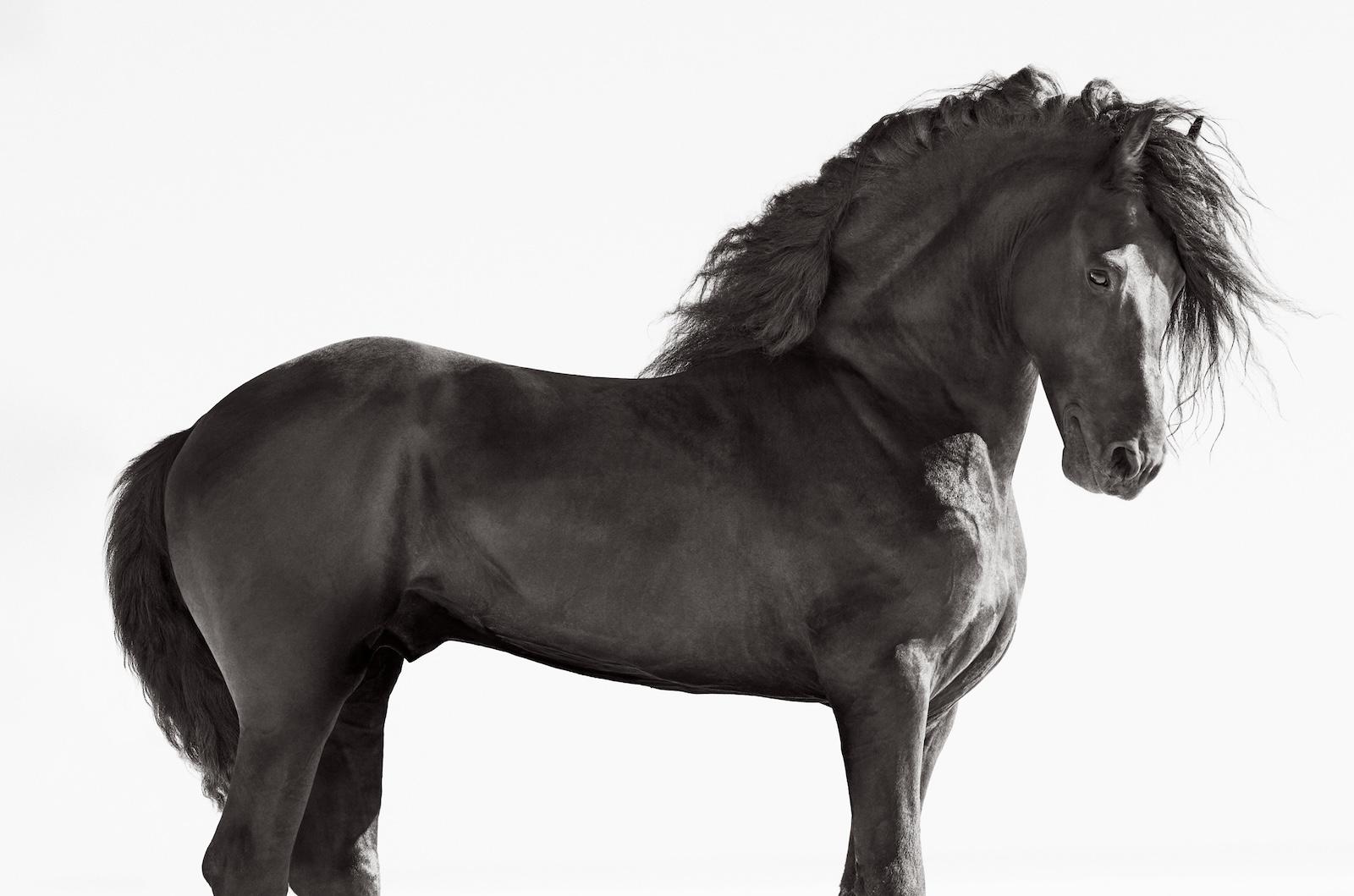 Ritratto epico di un bellissimo cavallo frisone scuro con una criniera fluente - Photograph di Drew Doggett