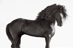 Epic Porträt eines schönen, dunklen Friesianischen Pferdes mit fließenden Manschetten