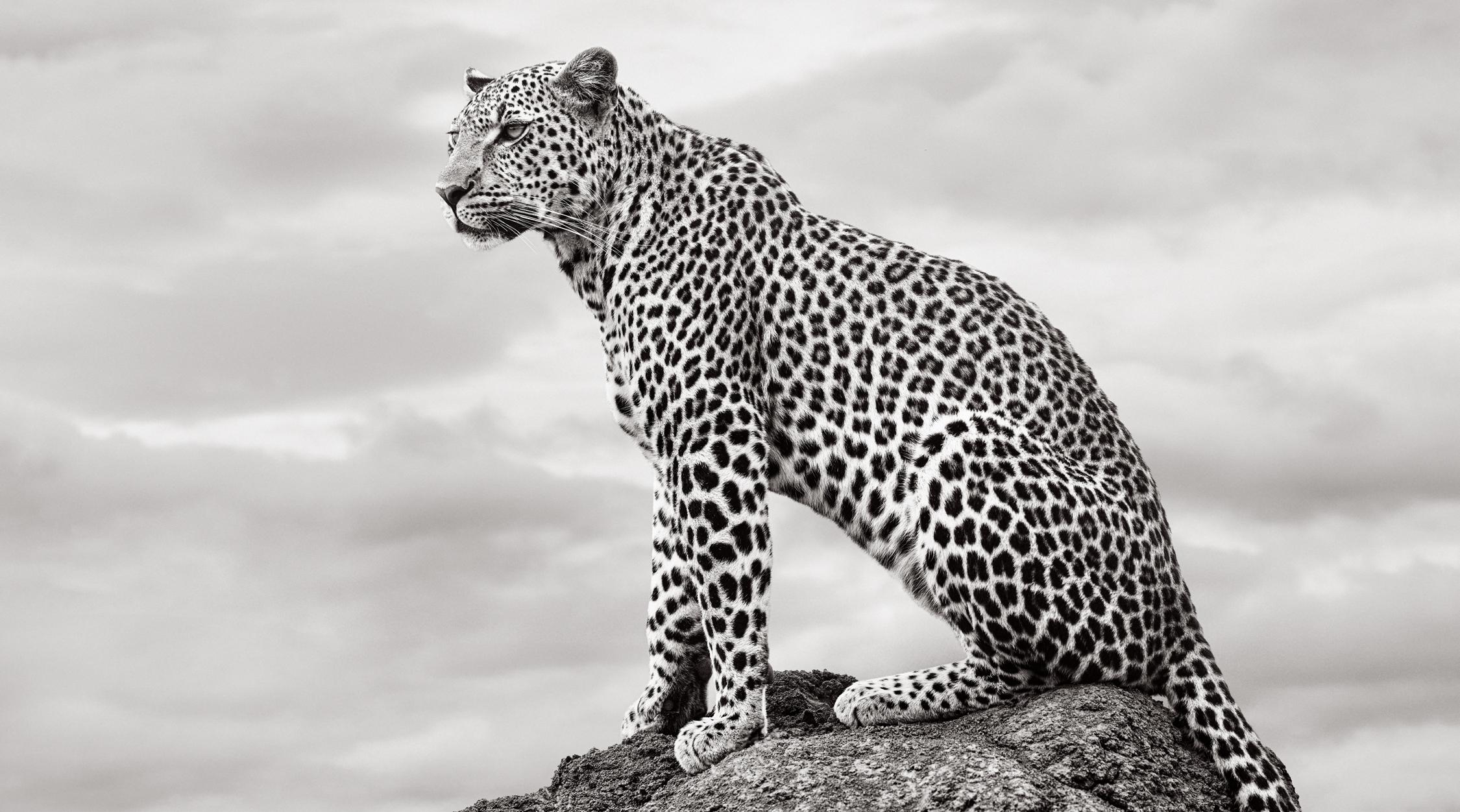 Drew Doggett Black and White Photograph – Epic Porträt eines Leoparden auf einem Fels auf der rechten Seite, der auf das rechte Bild blickt
