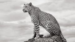 Epic Porträt eines Leoparden auf einem Fels auf der rechten Seite, der auf das rechte Bild blickt