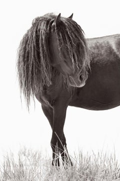 Portrait épique d'un seul cheval sauvage à la longue crinière sur l'île de Sable