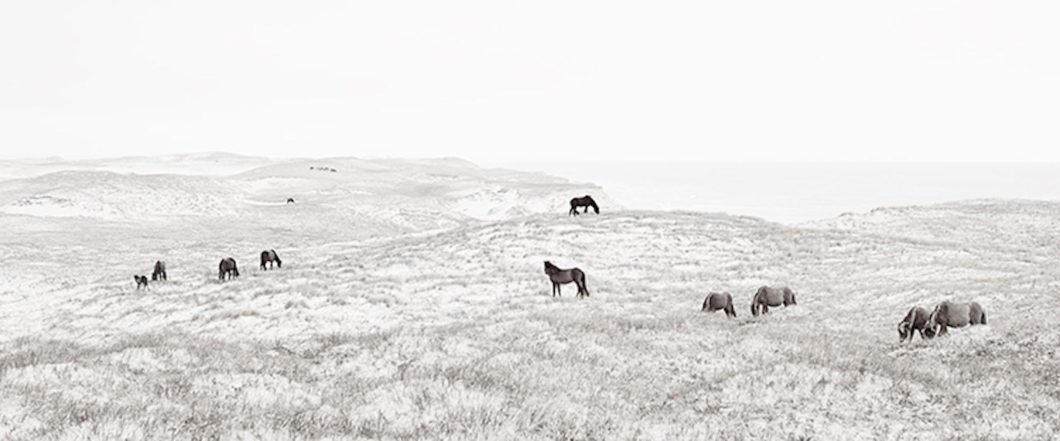 Bande épique et surréaliste de chevaux sauvages se tenant sur les dunes de sable de l'île de Sable - Photograph de Drew Doggett