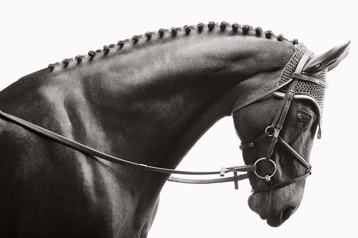 Drew Doggett Portrait Photograph - Equestrian Portrait, Classic, Black Horse with Bridle, Reins, and Bonnet