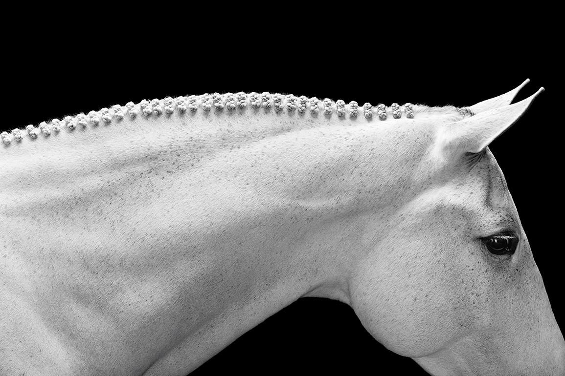 Drew Doggett Black and White Photograph – Reiterporträt eines gesprenkelten Pferdes, von der Mode inspiriert, horizontal