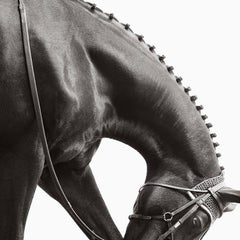 Reiterporträt eines Pferdes aus der Weltklasse mit geflochtenem Mane, quadratisch