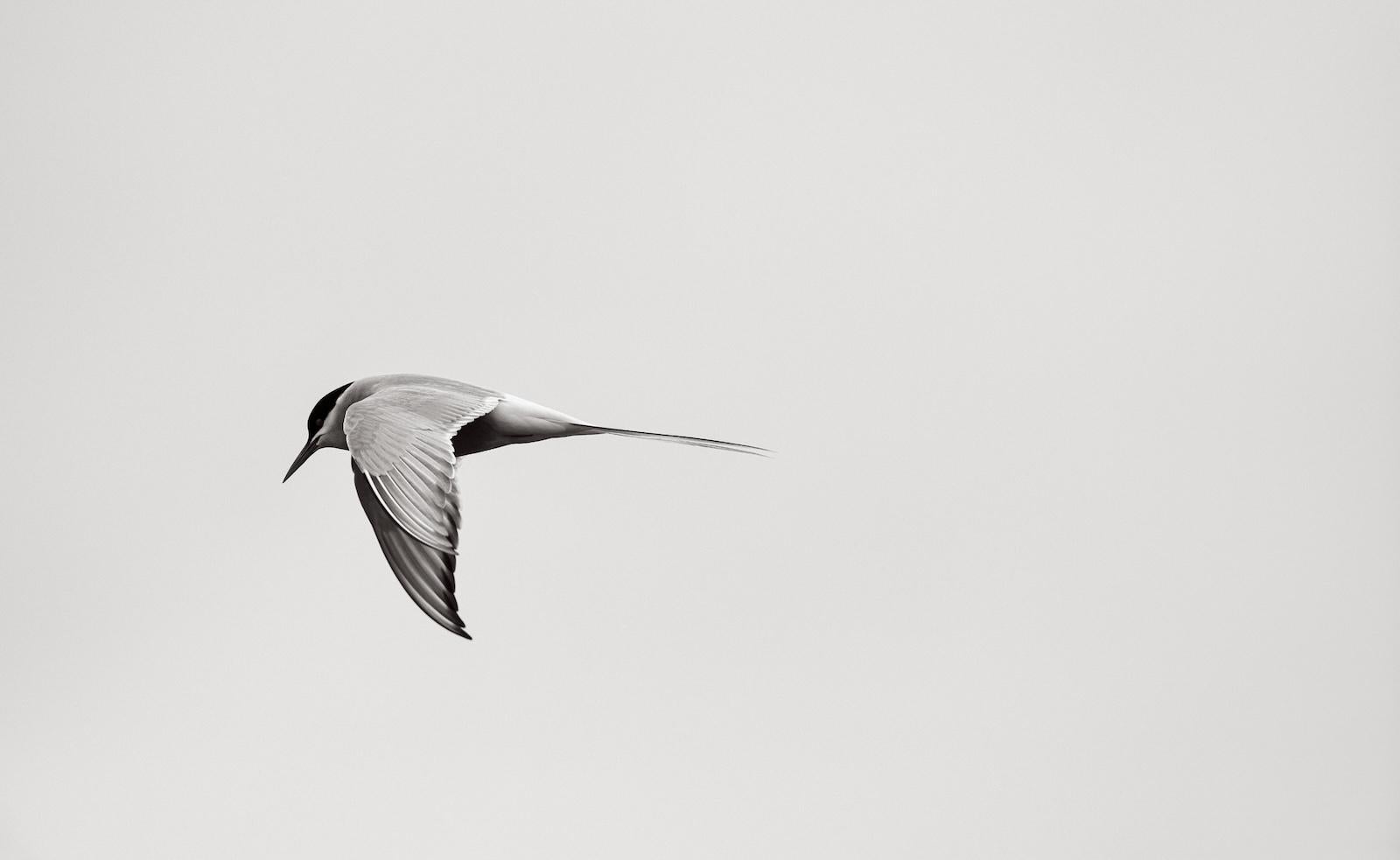 Gleichgewicht – Photograph von Drew Doggett