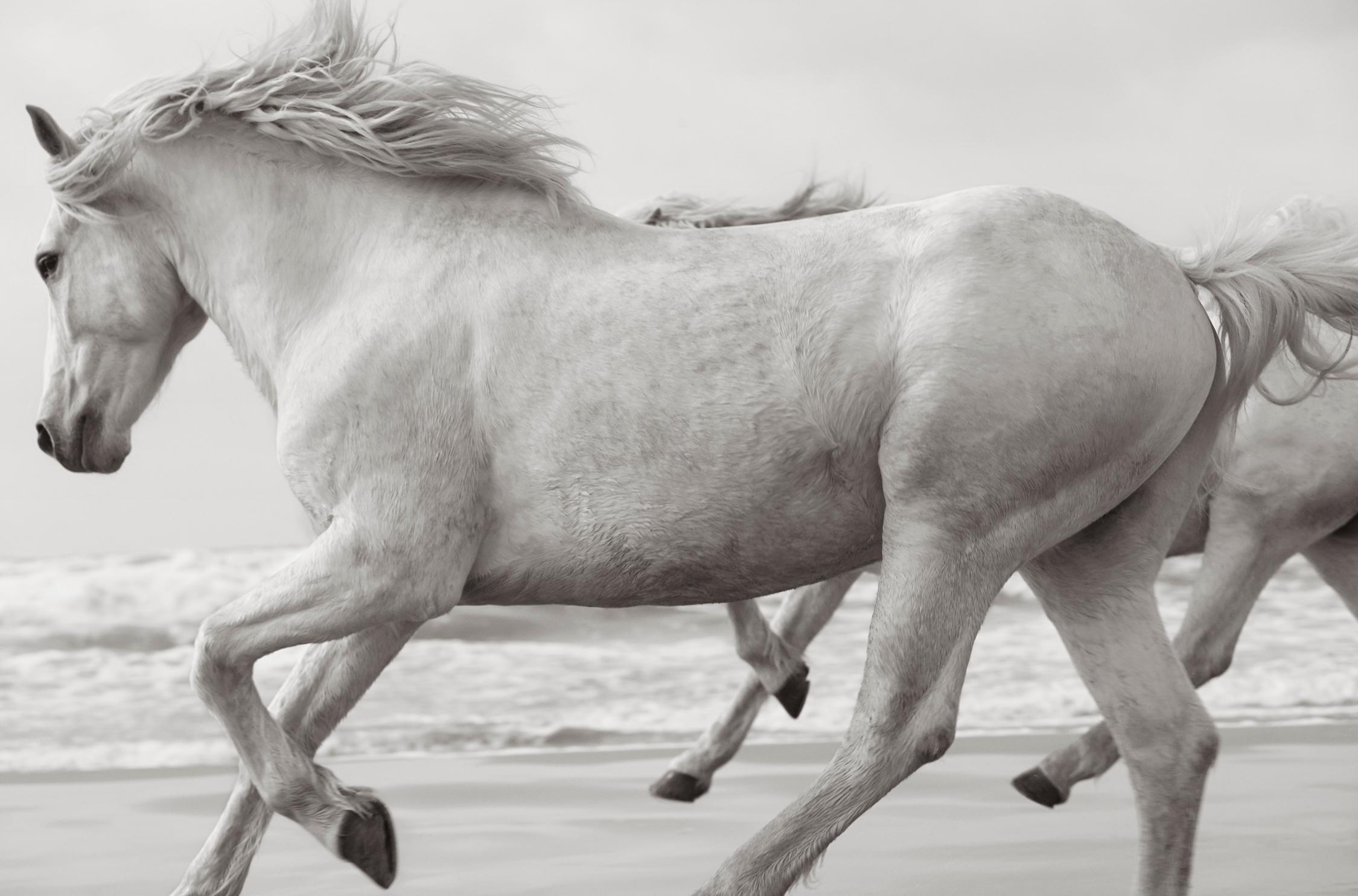 Eterali, bellissimi cavalli della Camargue completamente bianchi che corrono sulla sabbia - Photograph di Drew Doggett