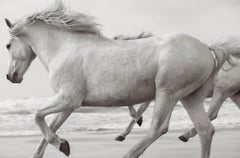 Caballos etéreos, hermosos y totalmente blancos de la Camarga corriendo por la arena