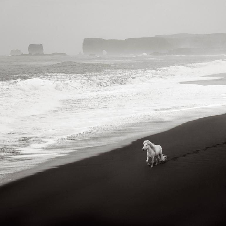 Drew Doggett Color Photograph – Ätherisches Luftbild eines einsamen weißen Pferdes auf dem schwarzen Sandstrand