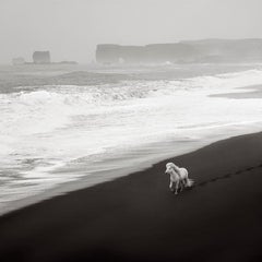 Ätherisches Luftbild eines einsamen weißen Pferdes auf dem schwarzen Sandstrand