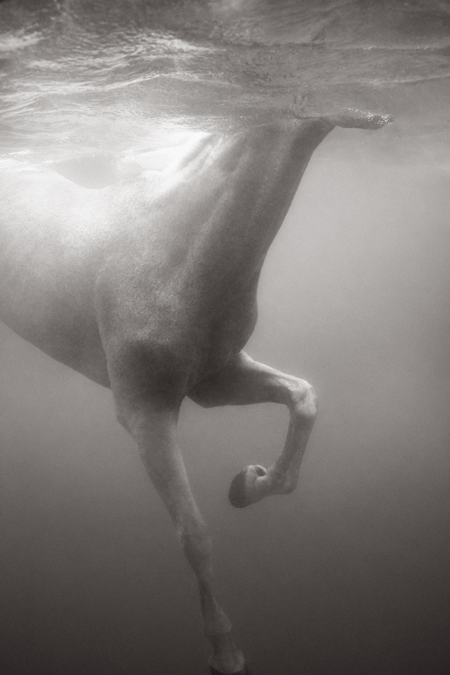 Ethereal black and white image of a white horse swimming underwater - Photograph by Drew Doggett