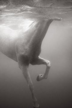 Immagine eterea in bianco e nero di un cavallo bianco che nuota sott'acqua