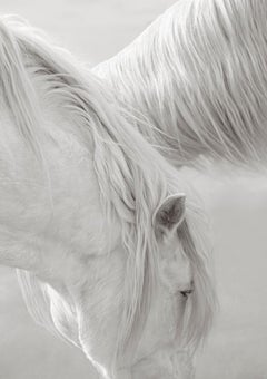 Ethereal Black and White Print of Otherworldly Camargue Horses