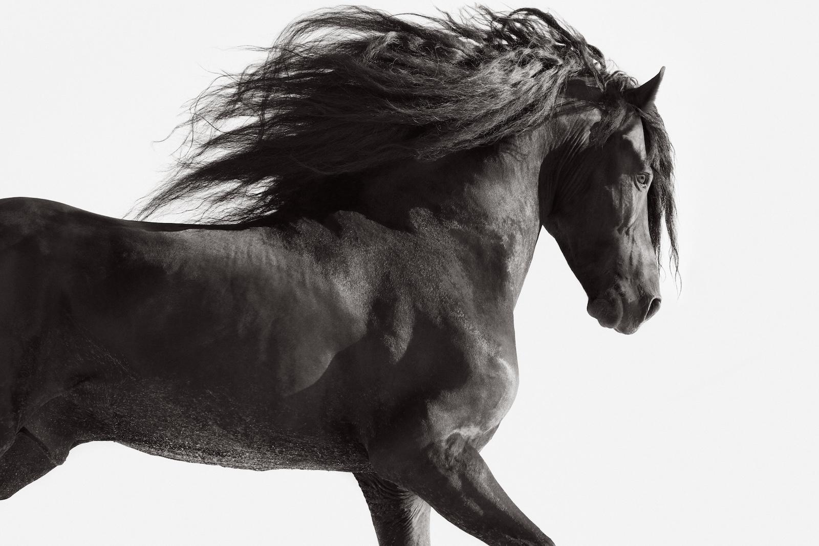 Etereo cavallo frisone che corre con la sua criniera che scorre dietro di lui - Photograph di Drew Doggett