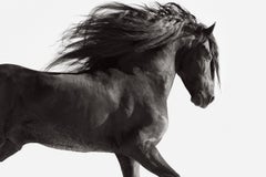 Ätherisches Friesianisches Pferd, das mit seinem Mantel, der hinter ihm fließt, läuft
