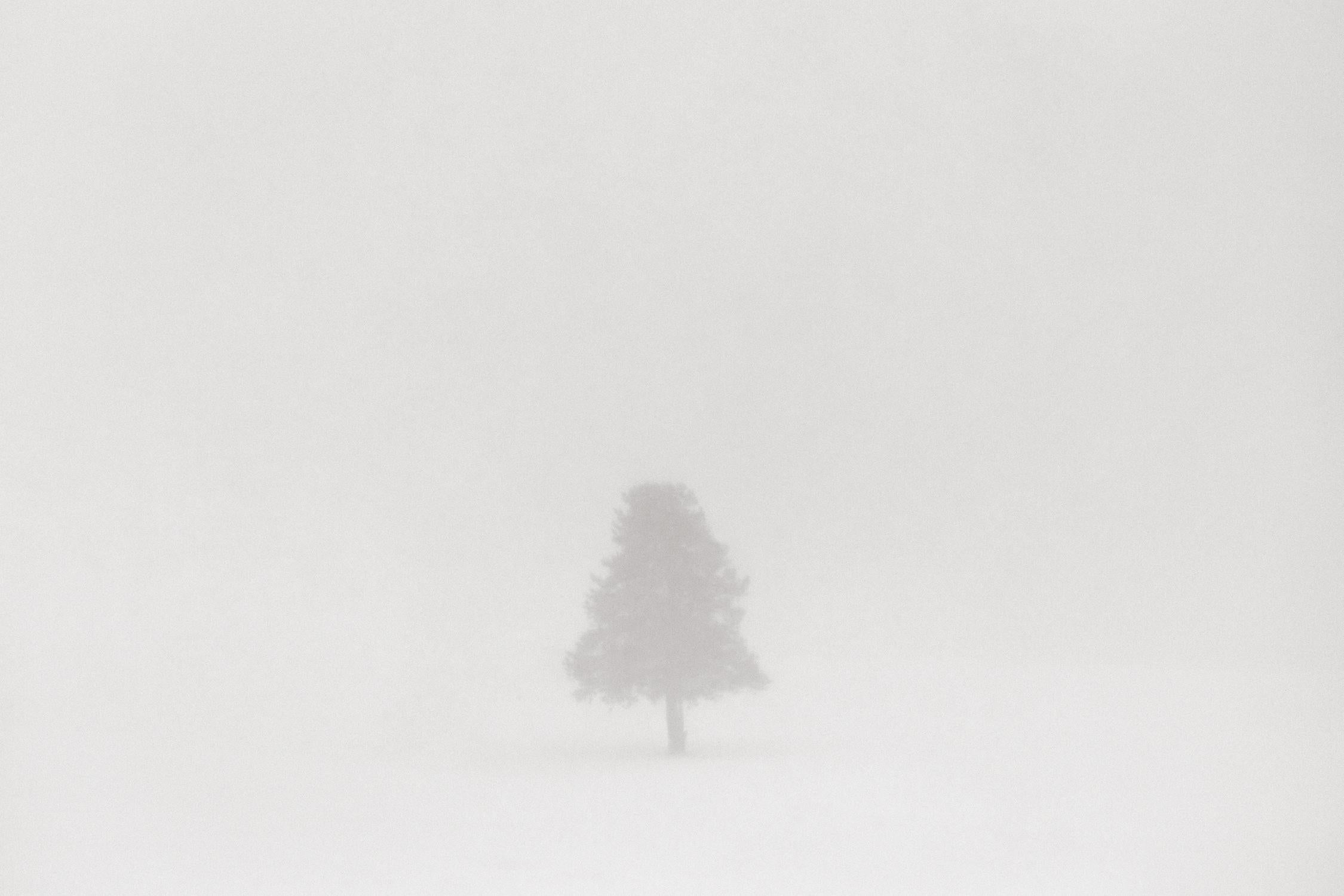 Photo éthérée d'un arbre voilé par la vapeur et la neige dans le parc de Yellowstone - Photograph de Drew Doggett