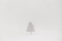 Photo éthérée d'un arbre voilé par la vapeur et la neige dans le parc de Yellowstone