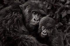 A mother gorilla with her infant looking at the camera