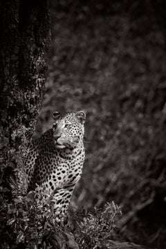 Ätherisches Porträt eines Leoparden in einem Baum