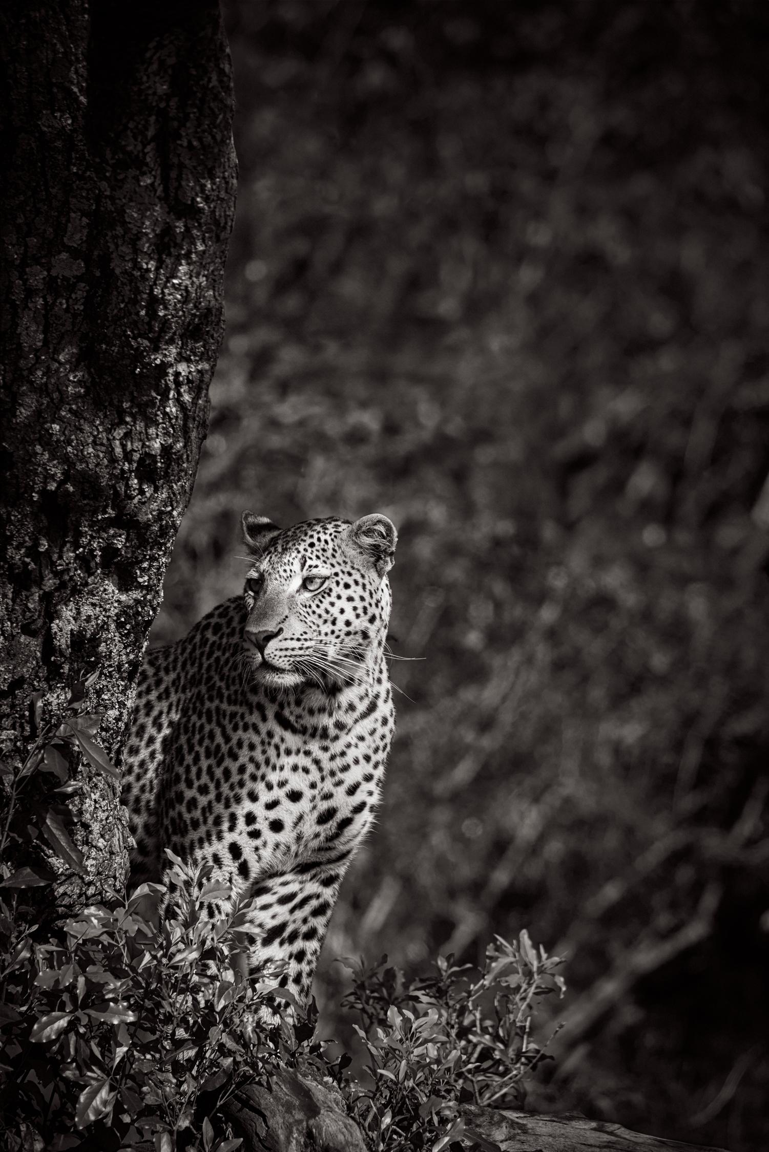 Ätherisches Porträt eines Leoparden in einem Baum vor dem Hintergrund von dichtem Laubwerk – Photograph von Drew Doggett