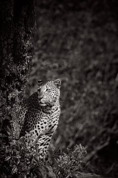 Ritratto etereo di un leopardo su un albero con lo sfondo di un folto fogliame