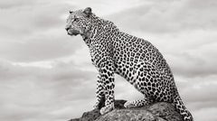 Ethereal portrait of a leopard on a unique rock formation