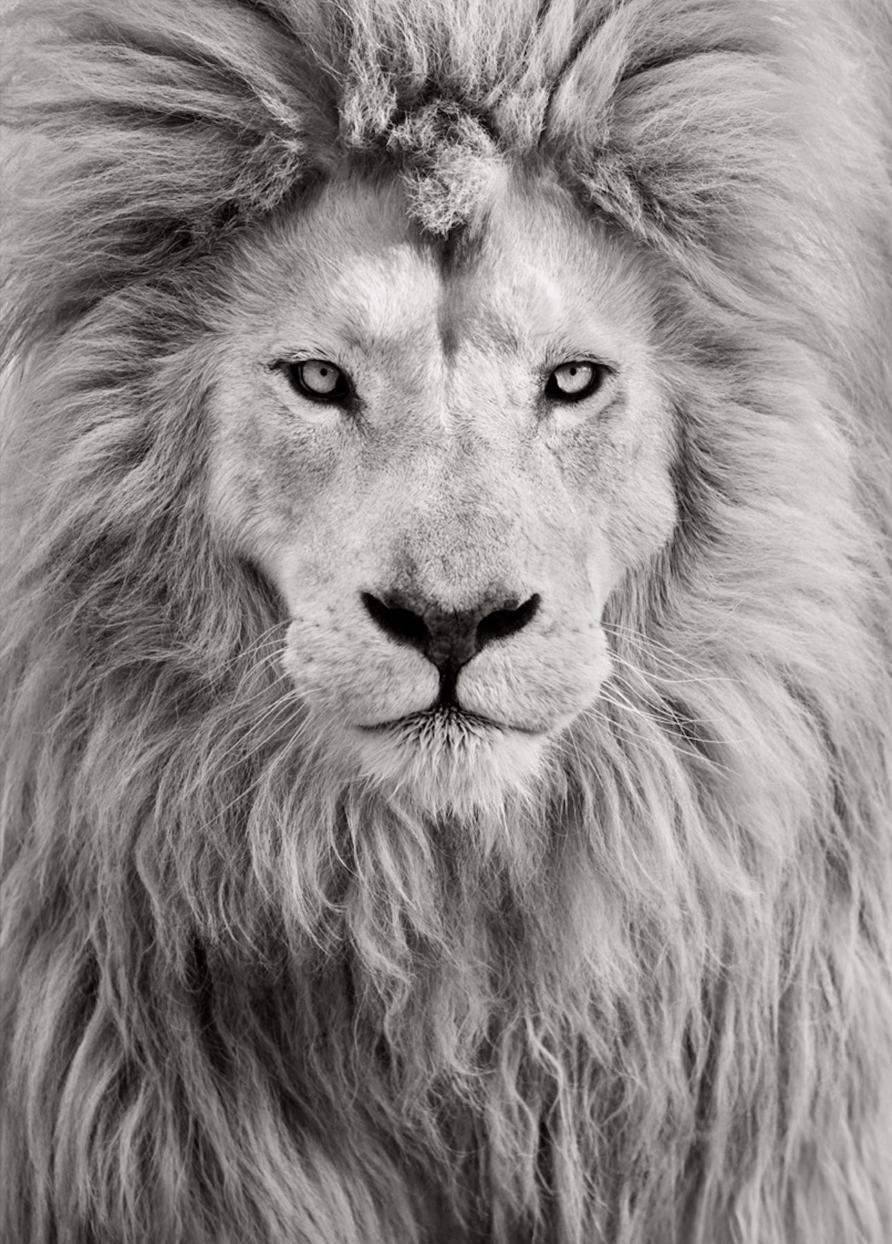 Ethereal portrait of a white lion with an incredible mane filling the frame