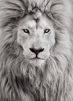 Ethereal portrait of a white lion with an incredible mane filling the frame
